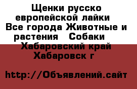Щенки русско европейской лайки - Все города Животные и растения » Собаки   . Хабаровский край,Хабаровск г.